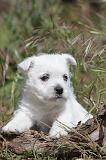 WESTIE 107